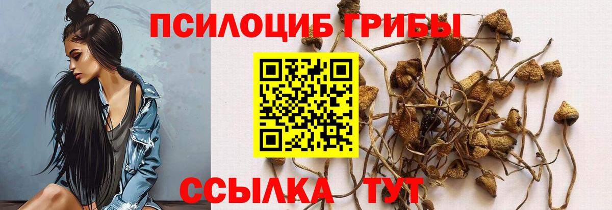 Елабуга  Галлюциногенные грибы Cubensis  сколько стоит  Вход с VPN 
